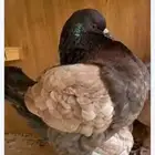 كنق مودينا ذكر أرجنت مع أنتاجه العدد 3