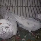 جوز جلبي منتج قبل كذا عندي على السوم