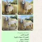 خيل
