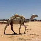 عشاير طيبات