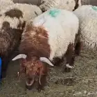 غنم نعيمي للبيع (العدد سته)