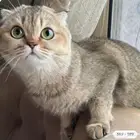 انثى اسكوتش فولد