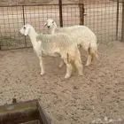 جذعات صنف حرش طيبات