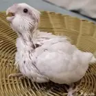 فروخ كروان غر هولندي و البينو