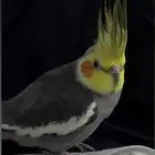 ببغاء مفقود