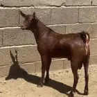 لا تفو ت عرض الأضاحي القوي في جدة
