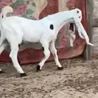 للبيع تيس مشروك مطور