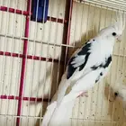 ذكور كروان مستوى فخم