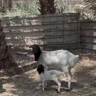 بربريه خصم