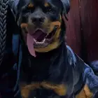 كلب روت وايلر للبيع