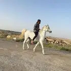 حصان واهو