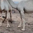 قعود باتلي كفو. السن حق