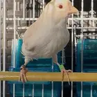 كناري ذكر ستانيت