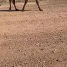 للبيع الاشعل الغرنوقي