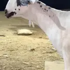 جفره كحلاء بنت الاطخم ولد تعزيز ولد صعب المنال