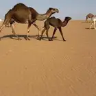 خلفه صفرا كفو تحتها بكره على بعارين ابو عجاريد