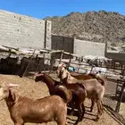 تيوس محايل