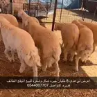 للبيع طليان ورخال حري وسواكني تربيه