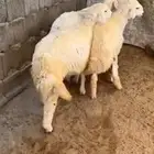 رخال حري رخل