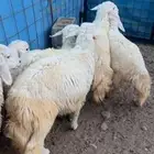طلي طليان رخل رخال بهم