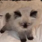 قط للبيع