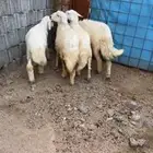 طلي رخل طليان رخال