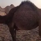 وادي الدواسر