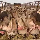 قعدان مستورده البيع باسعار مناسبه