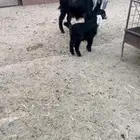 معزا خلفات عنز خلفه