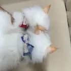 قطه تهجين شيرازي وهملايا صغار توائم