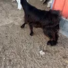 جفره عارضيه
