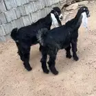 تيوس