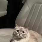 قط للتبني