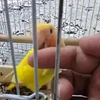 روز فرخ