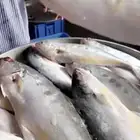 هامور كنعد شعري عندق فسكر من الجبيل إلى بقيق