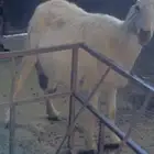 شاه تم البيع