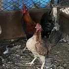 دجاج عربي