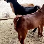 ثلاثه تيوس للبيع فل شحم ونظافه