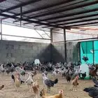 دجاج بلدي محصن