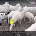 غنم