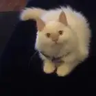 بستين لتبني