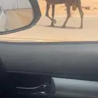 في وادي الدواسر