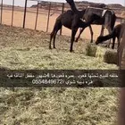 وادي الدواسر