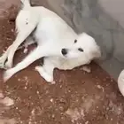 للتبني كلبه مع اربع جراوي
