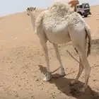 للبيع قعود اوضح حق طيب بالخرج