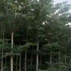 أشجار كبيره شجر كبير بونسيانا لبخ ترمناليا اشجار نادره