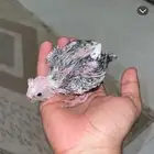 ببغاء فروخ كروان