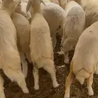 بهم. تم البيع خارج الموقع