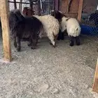 خروفين ورخل ضحايا