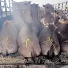 حشو قعدان مستورده بالخرج
